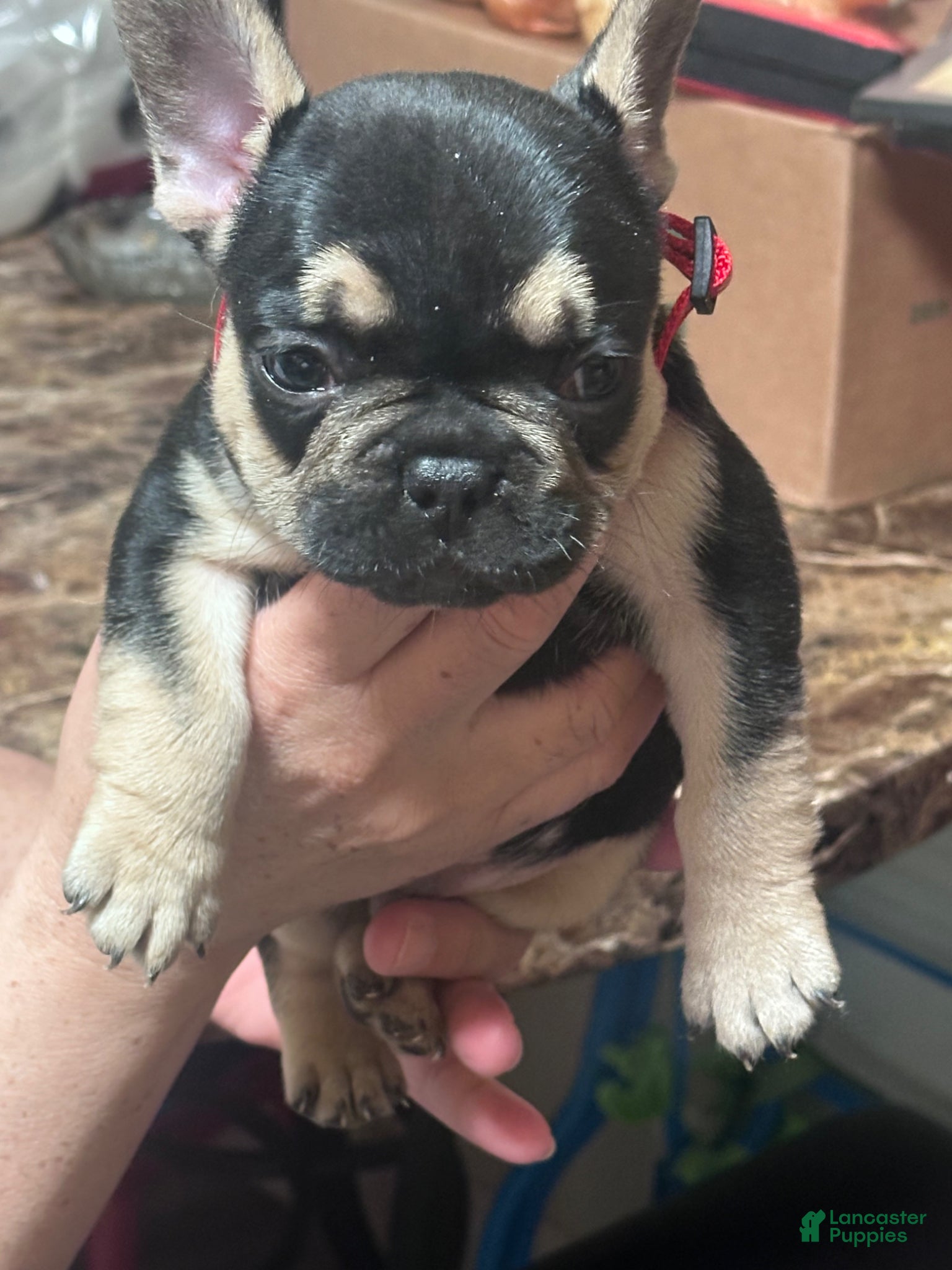 French Bulldog dogs for sale: French Bulldog Puppy 2 - Ad 3
