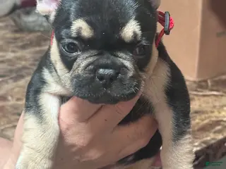 French Bulldog dogs French Bulldog Puppy 2 - Ad 37