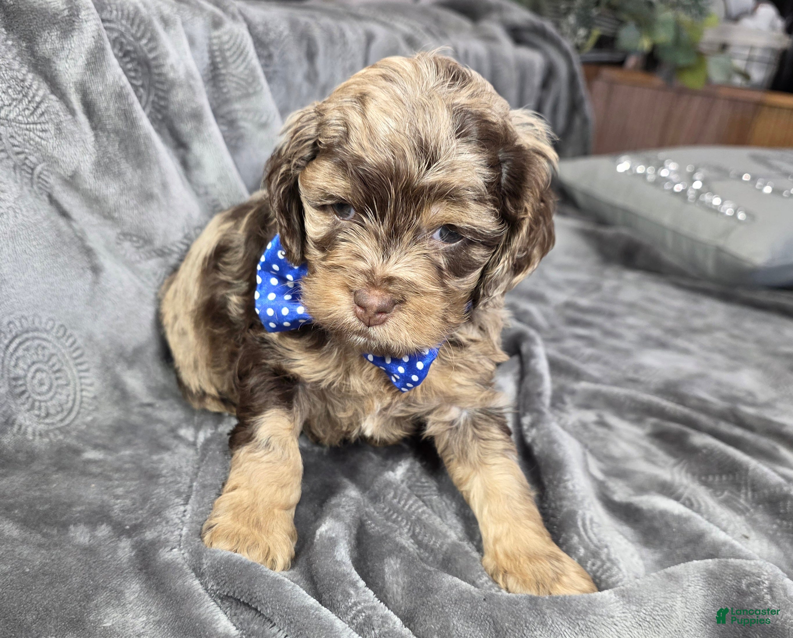 Cockapoo dogs Cockapoo Puppy 1 - Ad 2