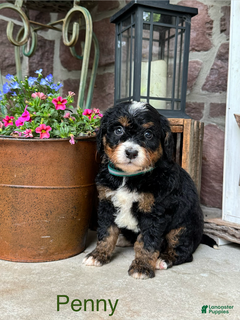 Mini Bernedoodle dogs Penny - Ad 1