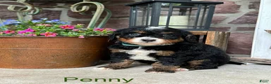 Penny