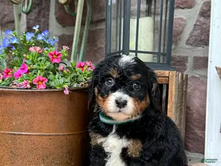 Mini Bernedoodle dogs for sale: Penny - Ad 2