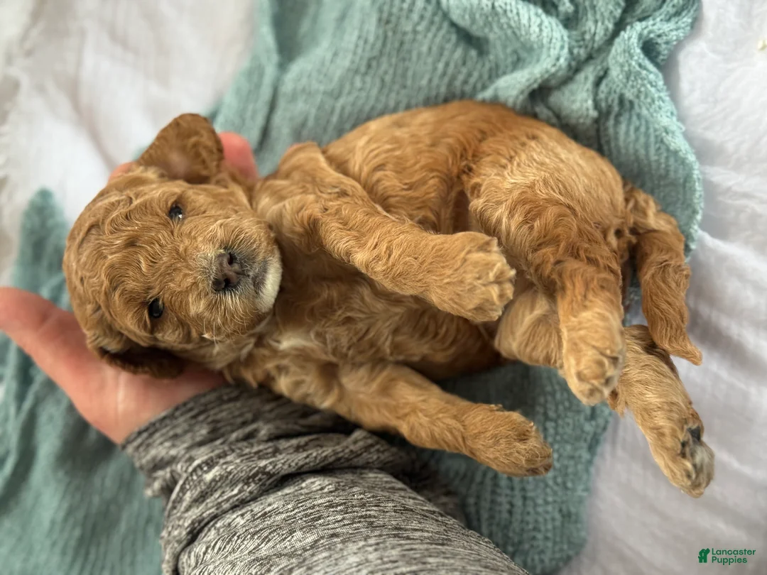 Cavapoo dogs for sale: Ace - Ad 2