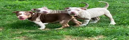 American Bully dogs for sale: American Bully Puppy 8 - Ad 2