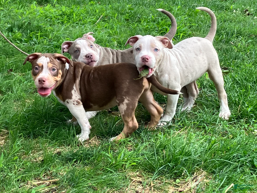 American Bully dogs for sale: American Bully Puppy 8 - Ad 2