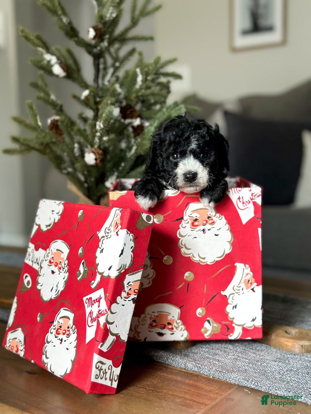 Cavachon dogs for sale: Bullseye - Ad 4