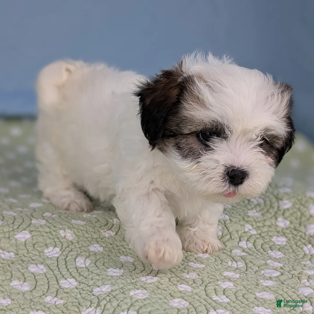 Teddy Bear dogs for sale: Vicious Biscuit - Ad 12