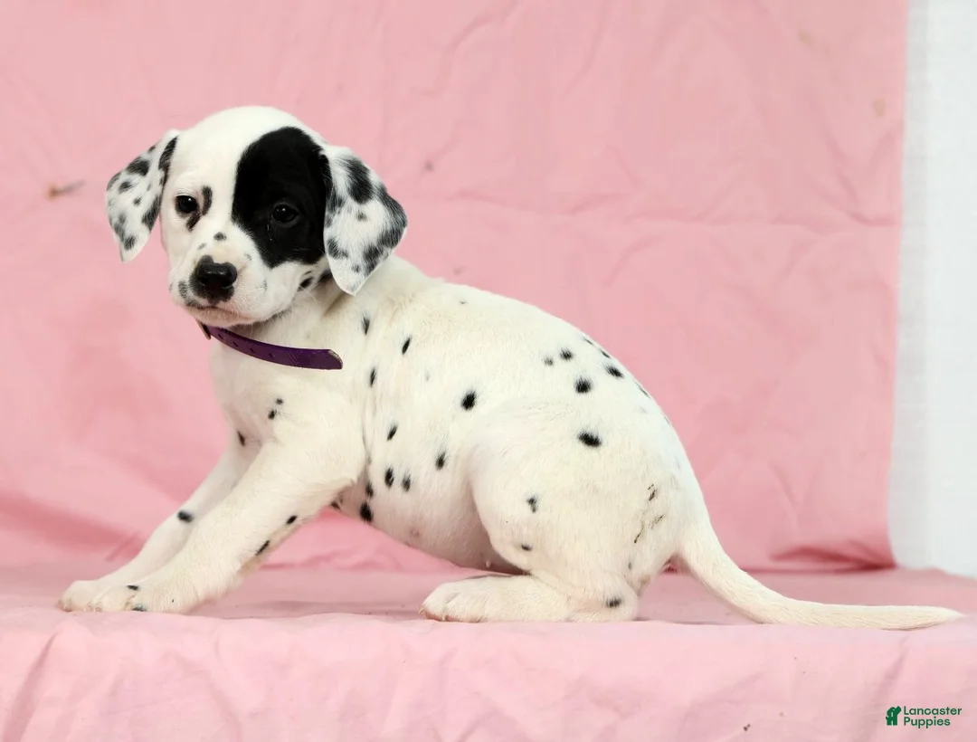 Dalmatian dogs for sale: Tulip - Ad 5