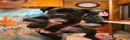 Boxer dogs for sale: Zulu - Ad 5