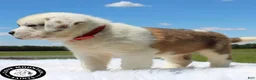 Saint Bernard dogs for sale: Abby - Ad 2