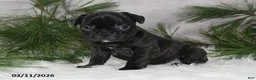 Frenchton dogs for sale: Frisco - Ad 2
