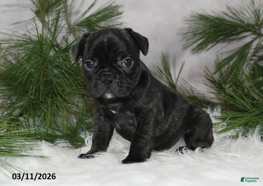 Frenchton dogs for sale: Frisco - Ad 2