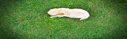 Havapoo dogs for sale: Avalon-SUMMER SALE!! $100 off listed price-this week only!  - Ad 9