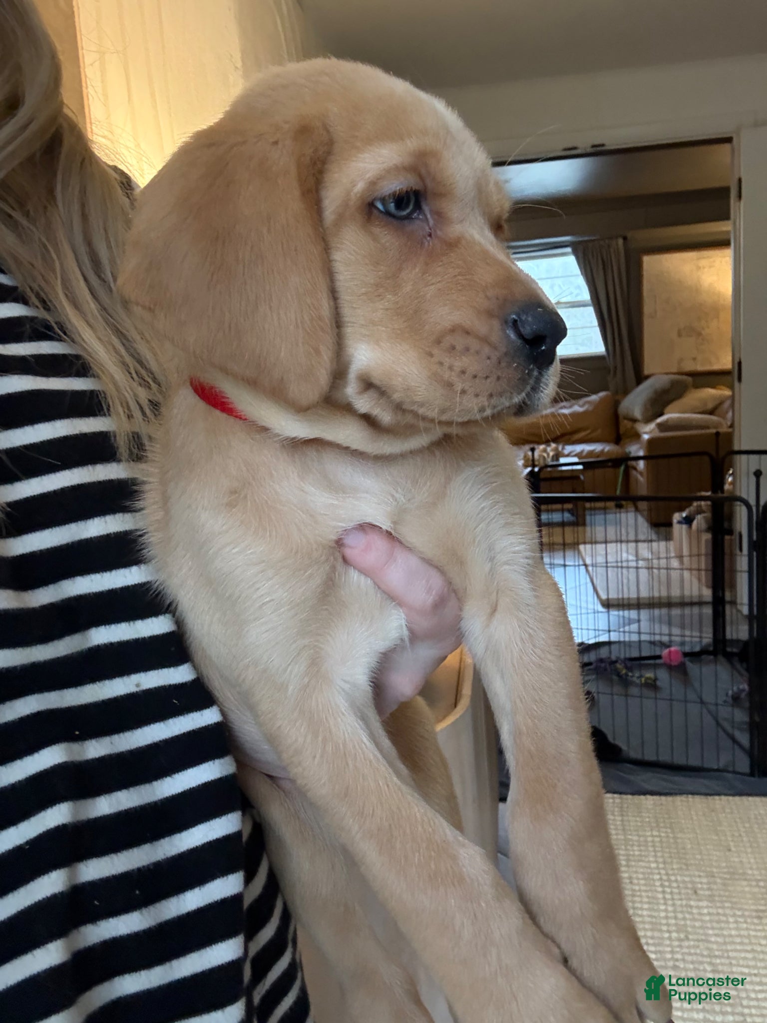 Labrador Retriever dogs Red Collar Male - Ad 2