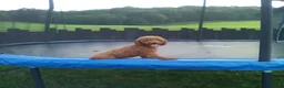 Yorkiepoo dogs for sale: George - Ad 15