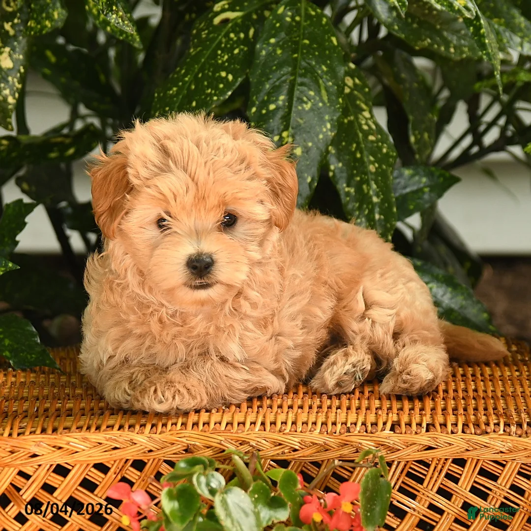Maltipoo dogs for sale: Kermit - Ad 3