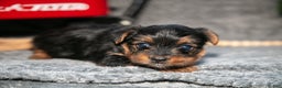 Yorkshire Terrier dogs for sale: Sasha - Ad 1