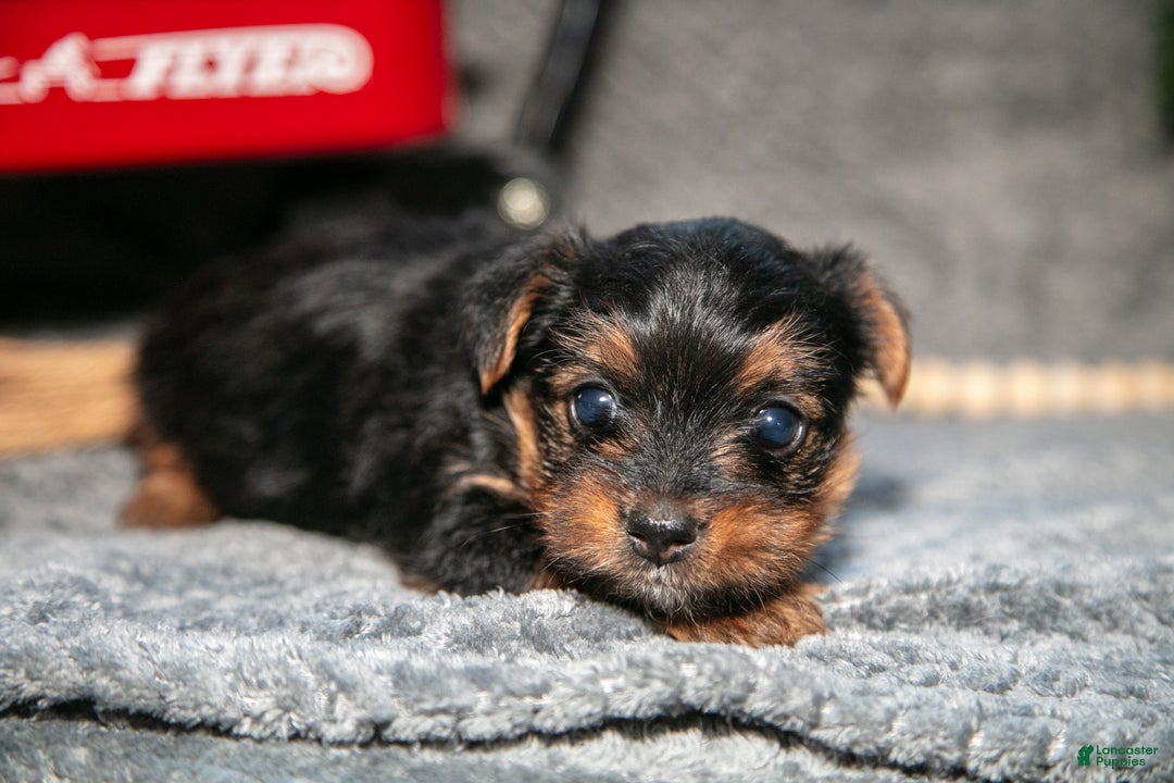 Yorkshire Terrier dogs for sale: Sasha - Ad 1