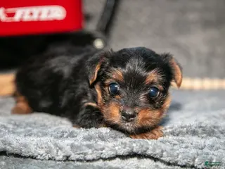 Yorkshire Terrier dogs Sasha - Ad 12