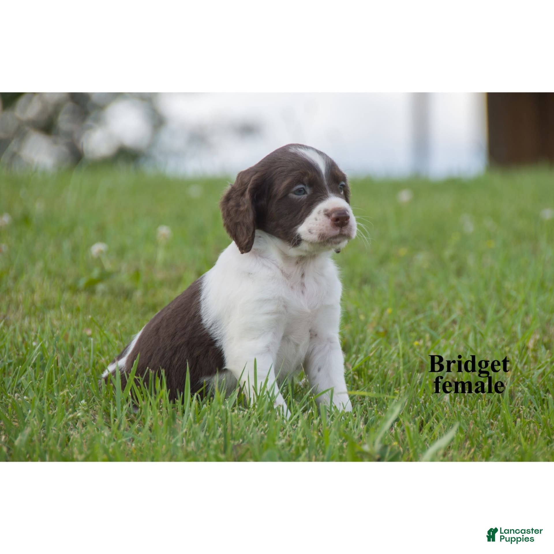 Brittany Rescue American Brittany For Sale American Brittany For