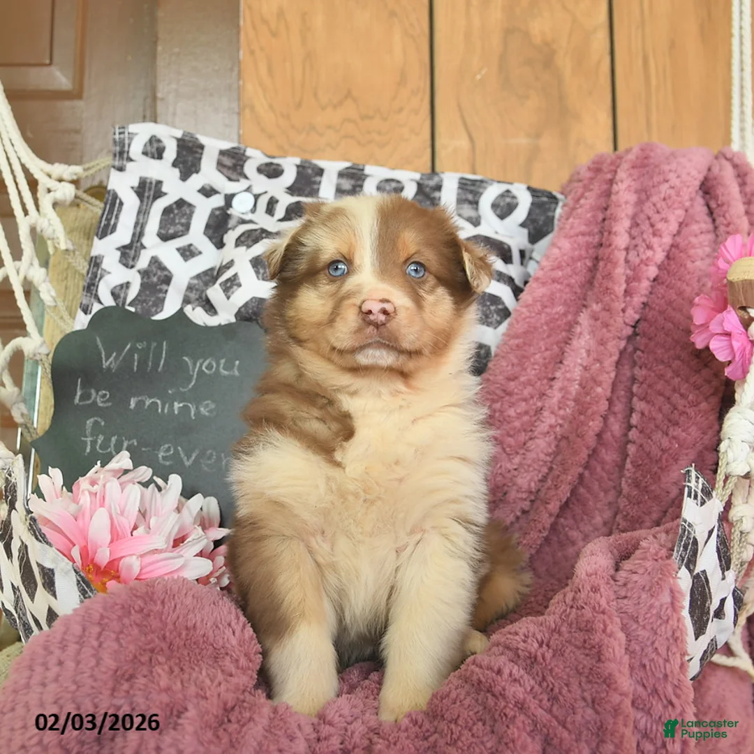 Australian Shepherd dogs for sale: Mercy  - Ad 1