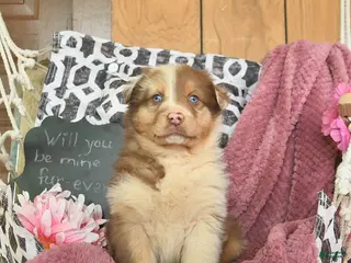 Australian Shepherd dogs Mercy - Ad 4