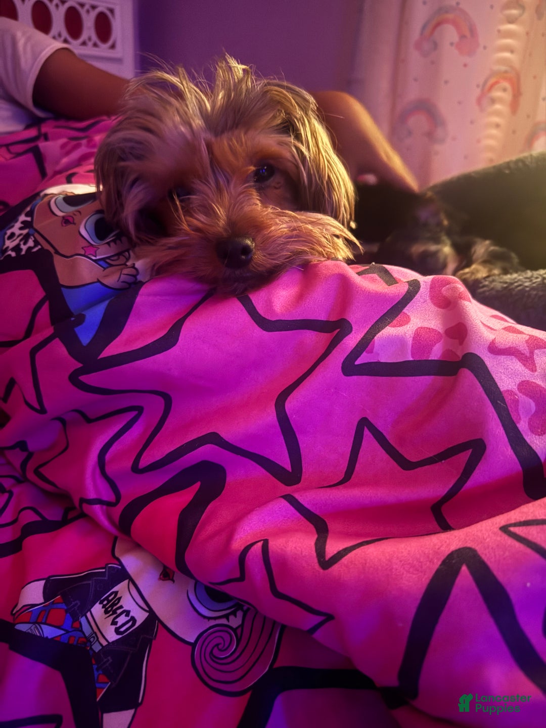 Yorkshire Terrier dogs for sale: Kyro - Ad 5