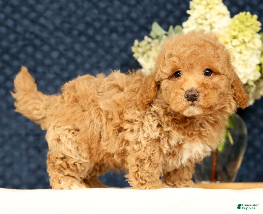 Havapoo dogs for sale: Hugh - Ad 1