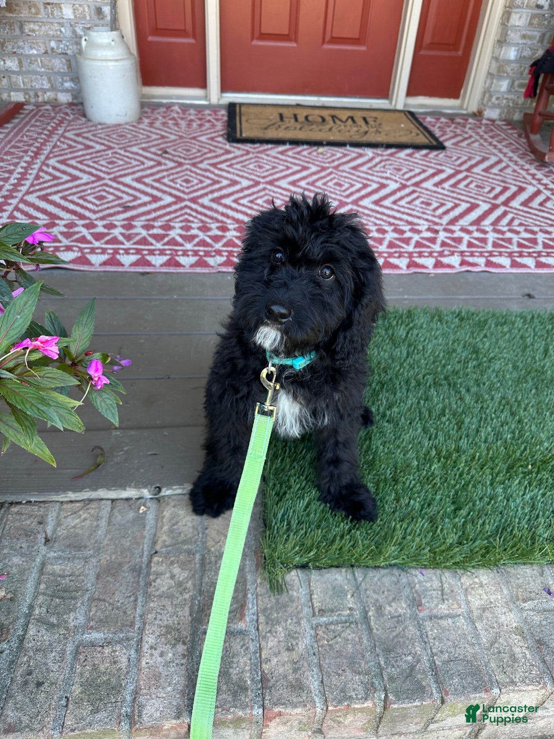 Mixed Breed dogs for sale: Georgia - Ad 1