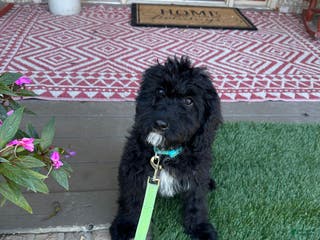 Mixed Breed dogs Georgia - Ad 37