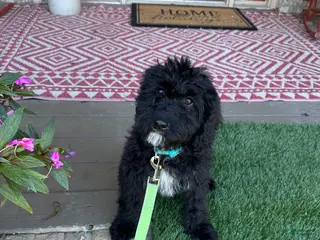 Mixed Breed dogs Georgia - Ad 20