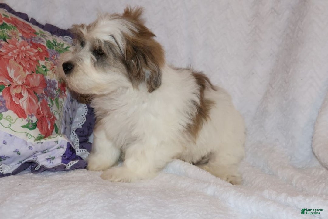 Shihpoo dogs for sale: Eric - Ad 3