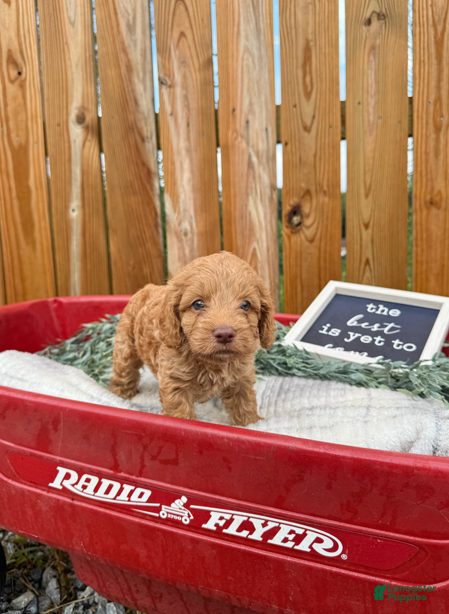 Cockapoo dogs Bruno - Ad 1