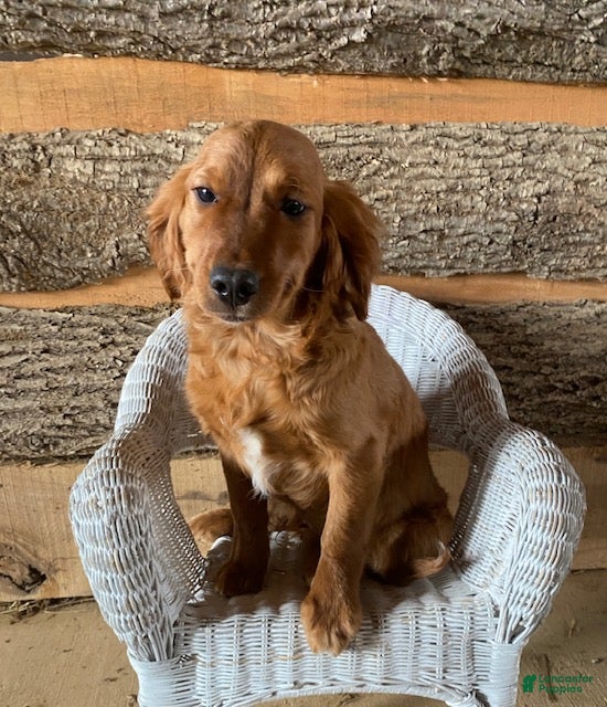 Mini Goldendoodle dogs Dreamer- mini / medium - Ad 2