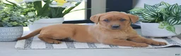 Labrador Retriever dogs for sale: Raven - Ad 2