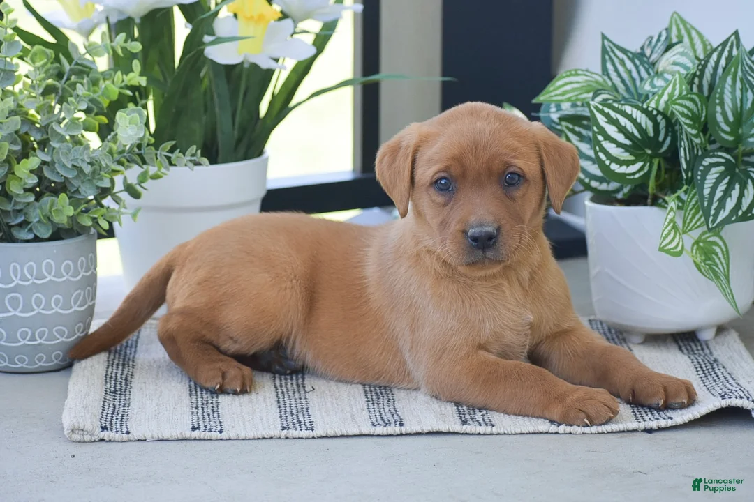 Labrador Retriever dogs for sale: Raven - Ad 2
