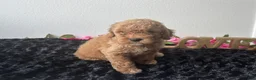 Mini Goldendoodle dogs for sale: Brody - Ad 6