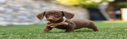 Miniature Dachshund dogs for sale: Ana - Ad 7