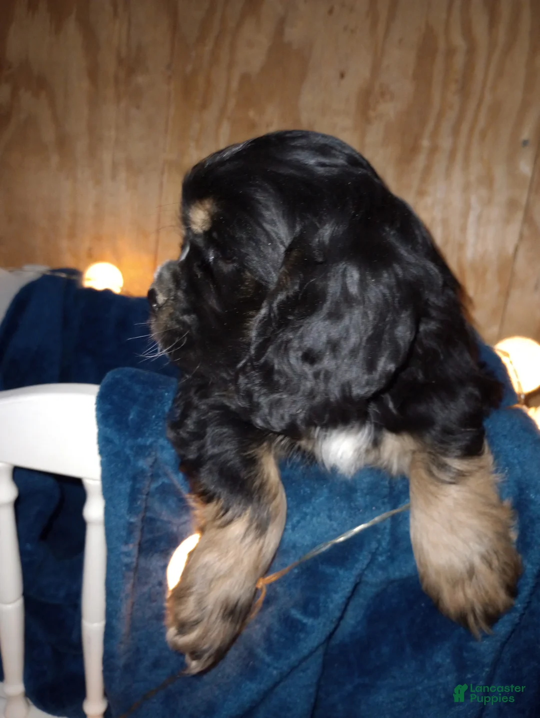 Cocker Spaniel dogs for sale: Blu - Ad 1