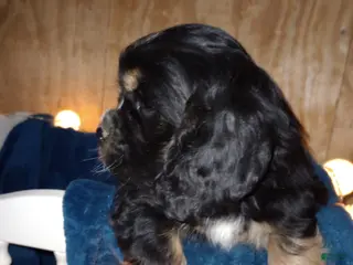 Cocker Spaniel dogs Blu - Ad 34