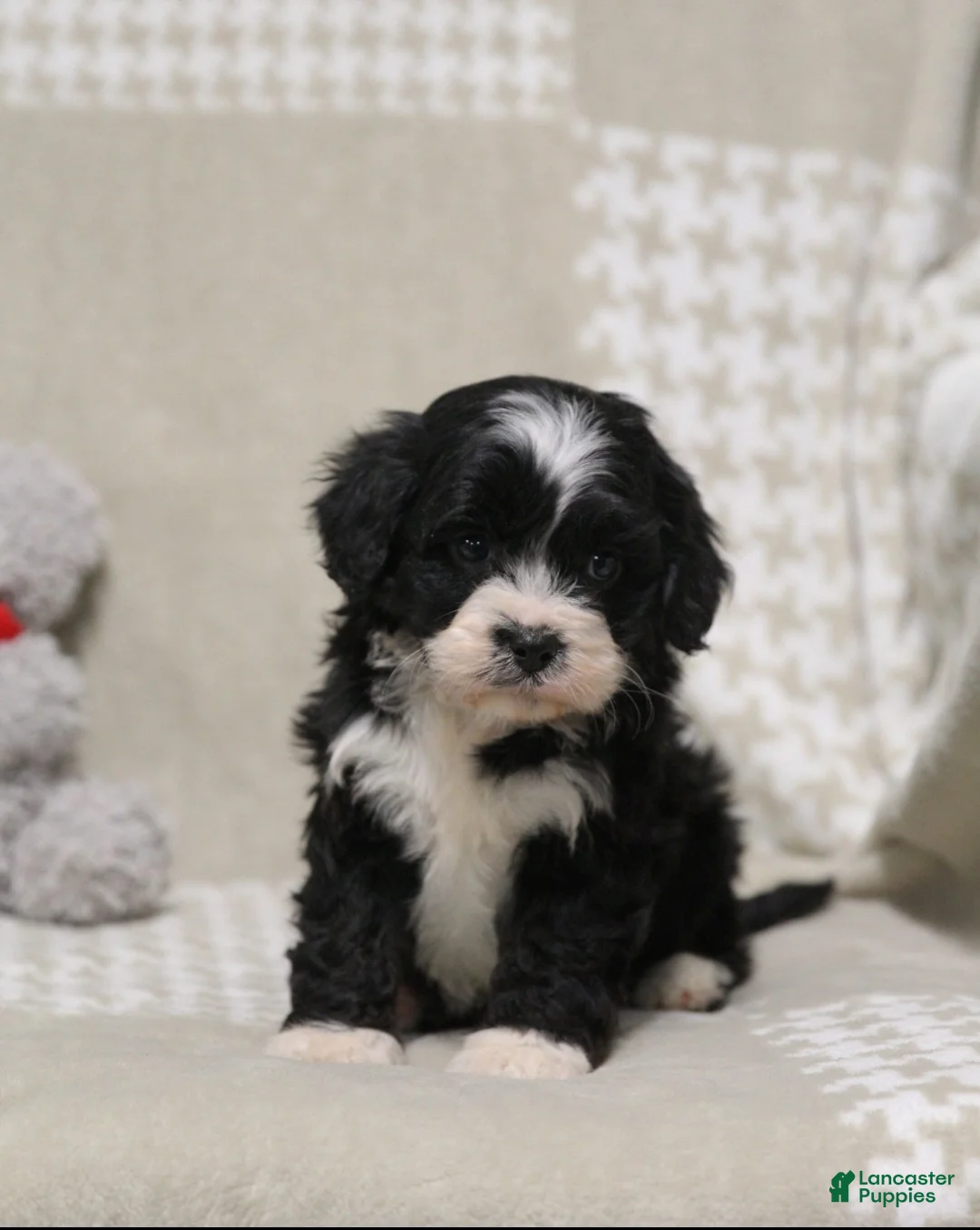 Cavapoo dogs for sale: Jasper - Ad 1