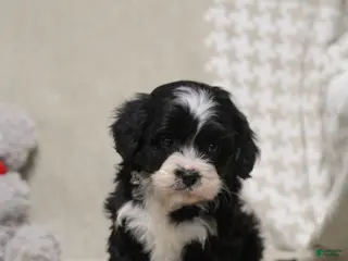 Cavapoo dogs for sale: Jasper - Ad 2