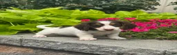 Miniature Dachshund dogs for sale: Dutch - Ad 4
