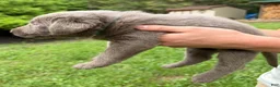 Labrador Retriever dogs for sale: Bernard - Ad 2