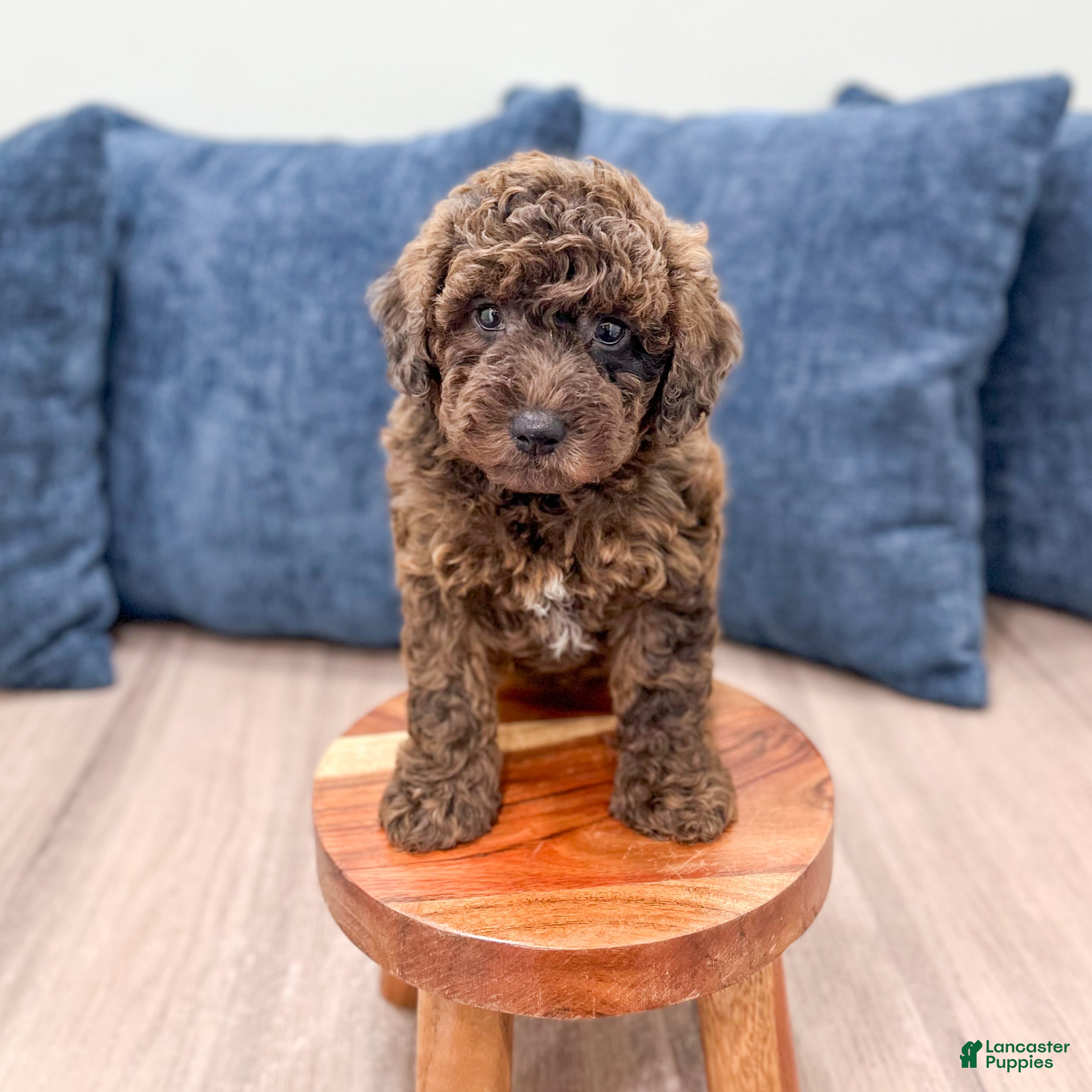 Mixed Breed dogs Noel - Ad 2