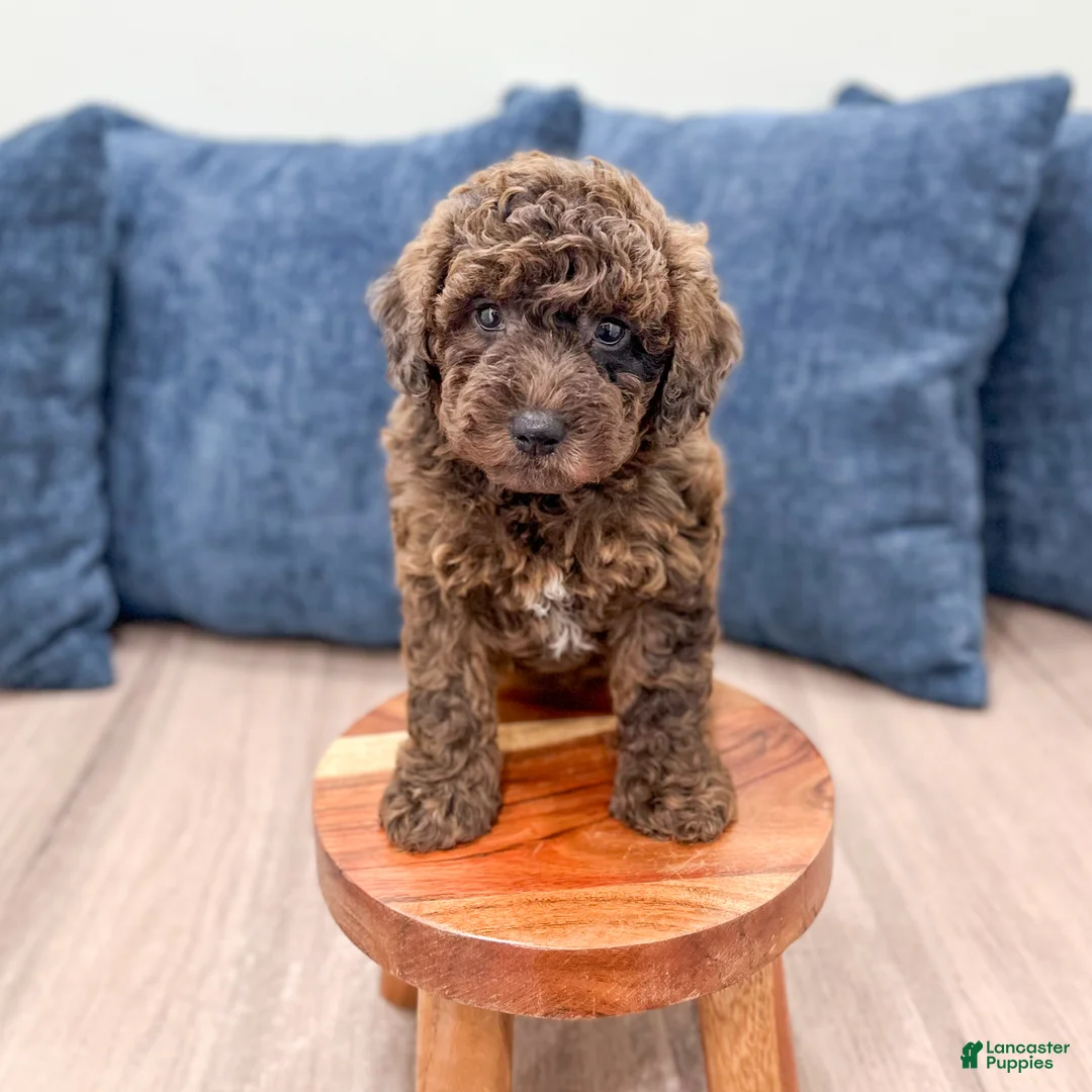 Mixed Breed dogs for sale: Noel - Ad 2