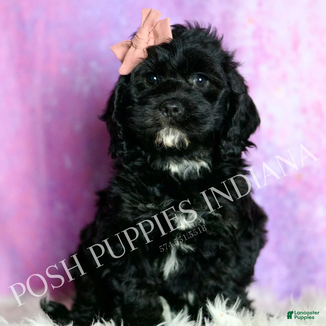 Cavapoo dogs for sale: Pinkie Adorable Champion Lines Cavapoo - Ad 1