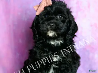 Cavapoo dogs Pinkie Adorable Champion Lines Cavapoo - Ad 33