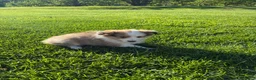 Shetland Sheepdog dogs for sale: Twist - Ad 4