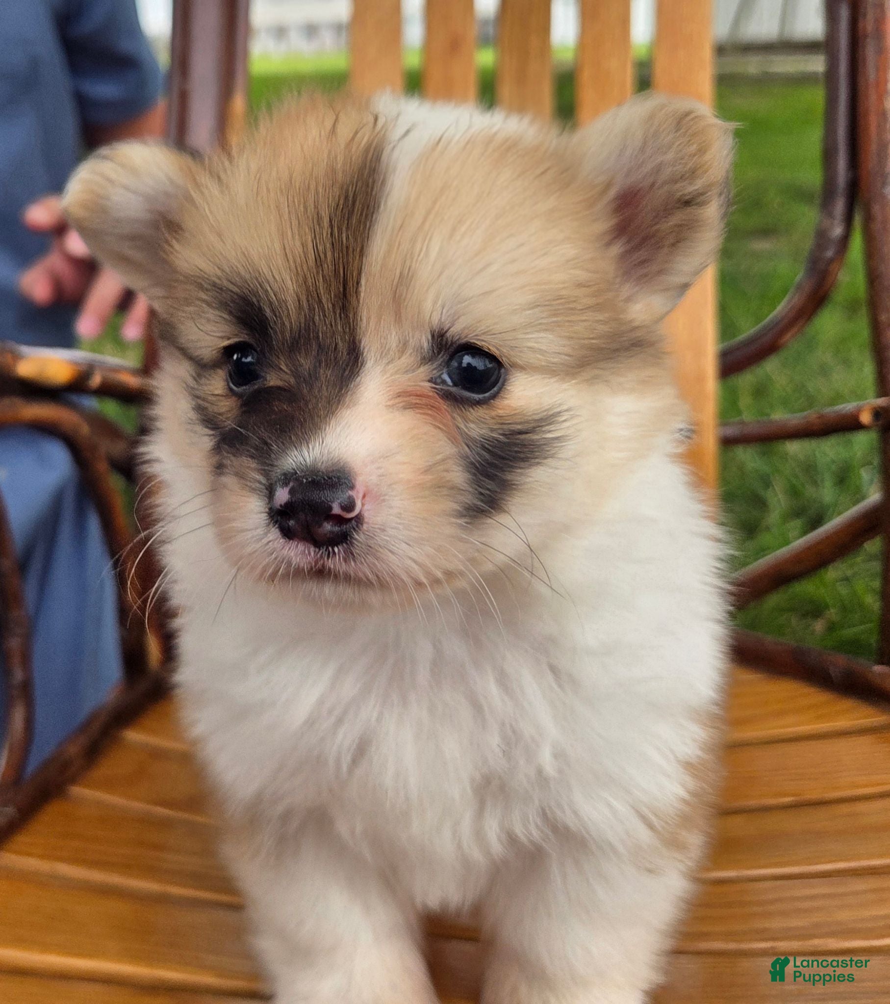 Welsh Corgi Pembroke dogs Welsh Corgi Pembroke 3 - Ad 18